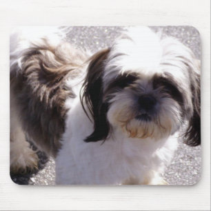 Shih-Tzu Musmatta