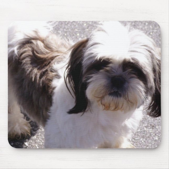 Shih-Tzu Musmatta (Framsidan)