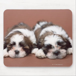Shih Tzu Musmatta