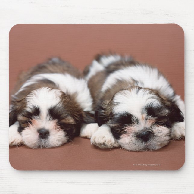 Shih Tzu Musmatta (Framsidan)
