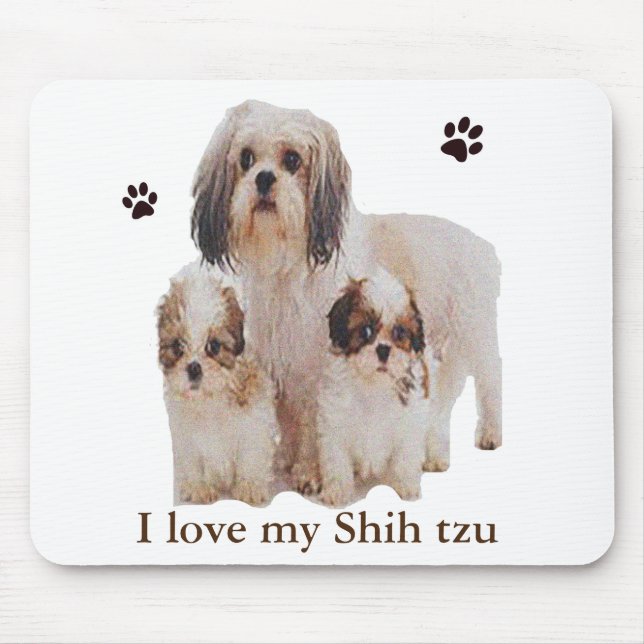Shih tzu musmatta (Framsidan)