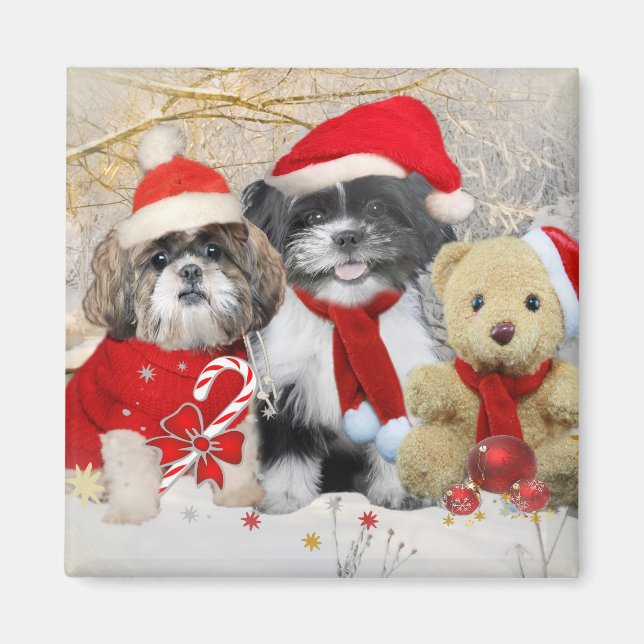 Shih Tzu & Nalle Julafton Card Magnet (Framsidan)