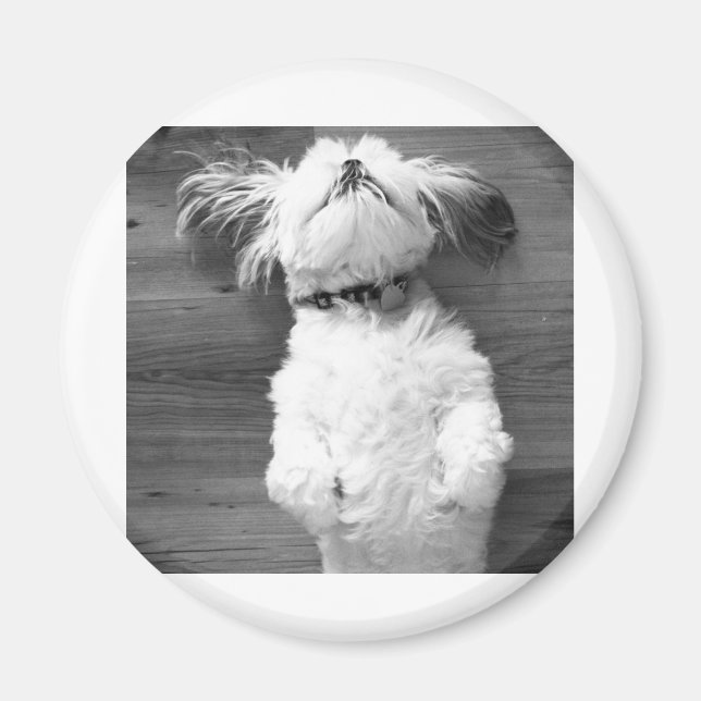 Shih Tzu Nap Magnet (Framsidan)