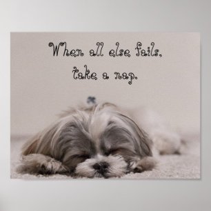 Shih Tzu Nap Poster