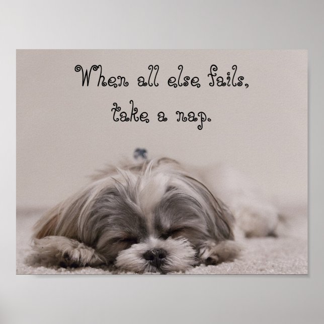 Shih Tzu Nap Poster (Framsidan)