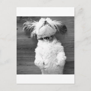 Shih Tzu Nap Vykort