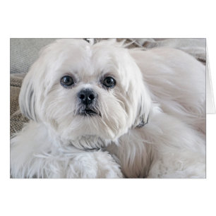 Shih Tzu OBS Kort