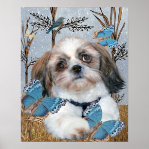 Shih Tzu och fjärilstryck Poster