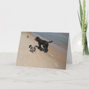 Shih-Tzu och Pudel Vänner vid stranden Kort