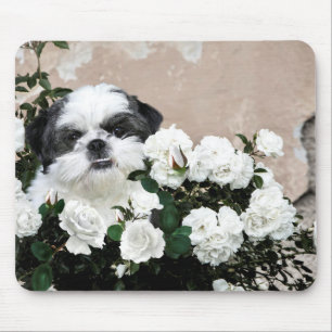 Shih Tzu och ro Musmatta