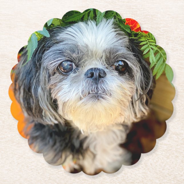 Shih Tzu Papprare Underläggs Underlägg Papper (Framsida)