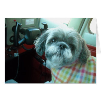 Shih Tzu-pilot OBS Kort