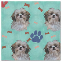 Shih Tzu Porträtt