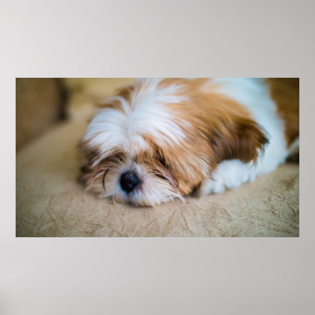 Shih Tzu Poster (Framsidan)