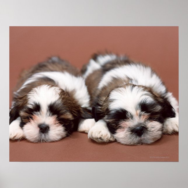 Shih Tzu Poster (Framsidan)