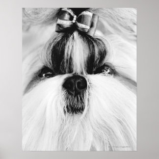 Shih Tzu Poster
