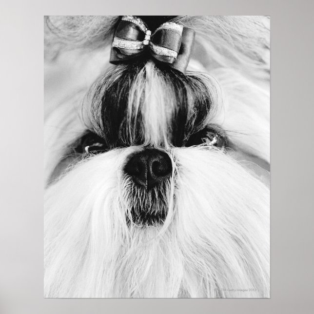 Shih Tzu Poster (Framsidan)