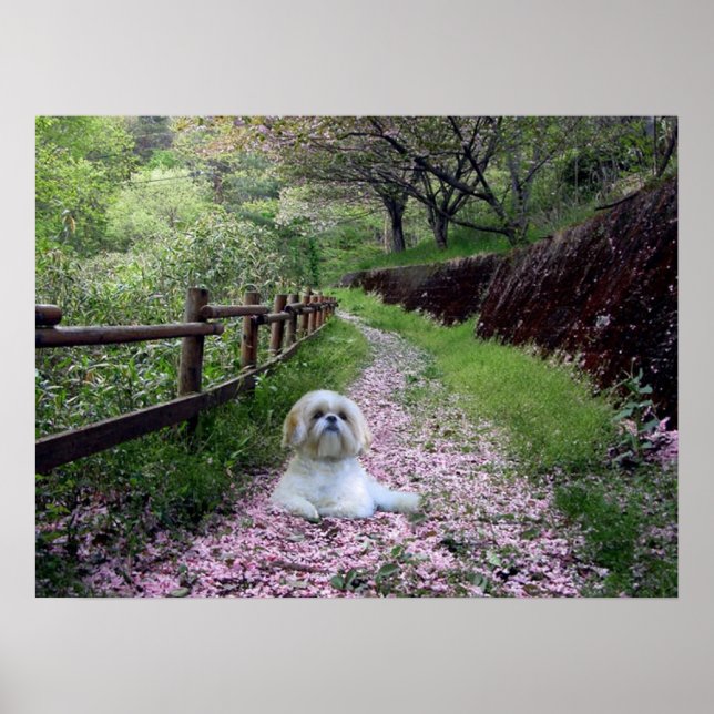 Shih Tzu Poster Lila blommor (Framsidan)