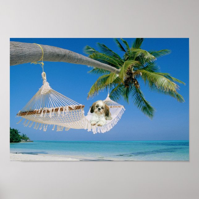 Shih Tzu Poster ut (Framsidan)