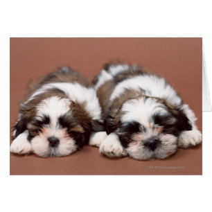 Shih Tzu Puppies Hälsningskort