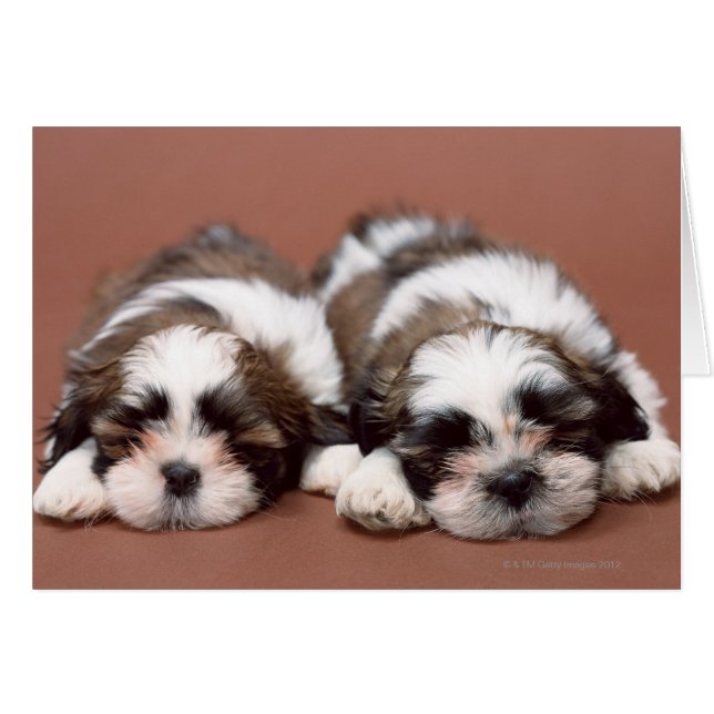 Shih Tzu Puppies Hälsningskort (Framsidan Horizontal)