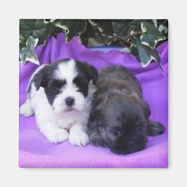 Shih Tzu Puppies Magnet (Framsidan)