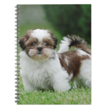 Shih tzu puppy