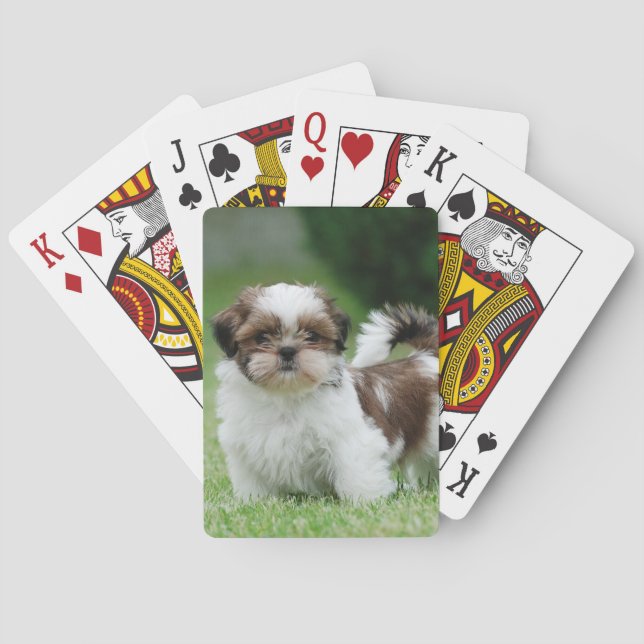 Shih tzu puppy casinokort (Baksidan)