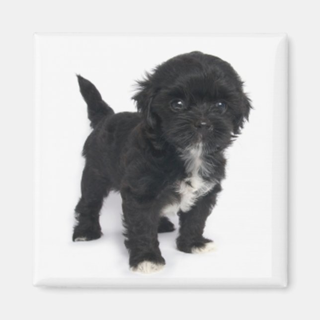 Shih Tzu Puppy Hund Black and White Shihtzu Magnet (Framsidan)