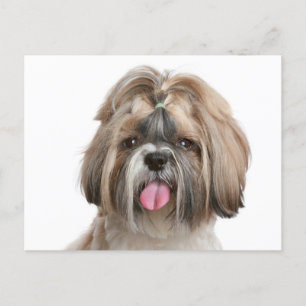 Shih Tzu Puppy Hund - Hej Kärlek, du tänker Vykort
