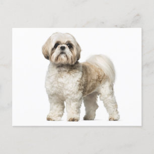 Shih Tzu Puppy Hund - Hej, Kärlek, miss Vykort