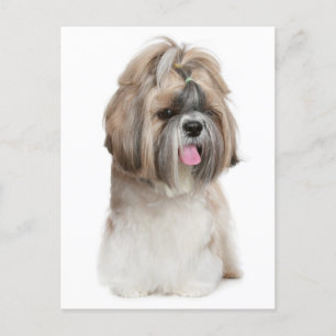 Shih Tzu Puppy Hund - Kärlek, Hej, tänka på dig Vykort