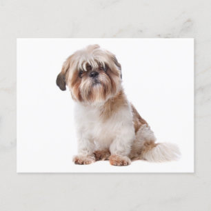 Shih Tzu Puppy Hund vykort
