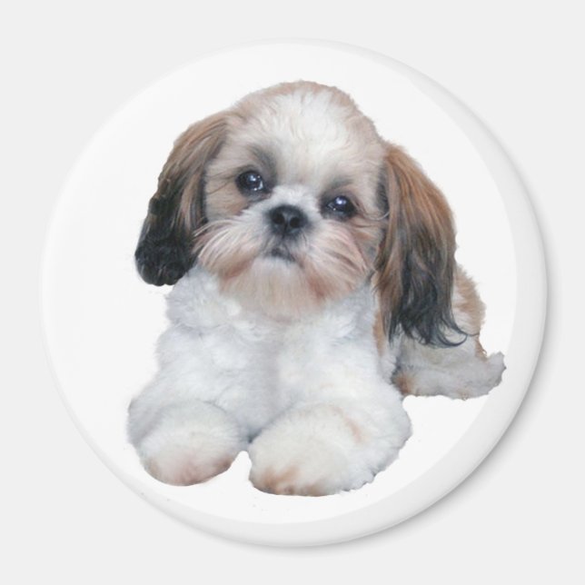 Shih Tzu Puppy Magnet (Framsidan)