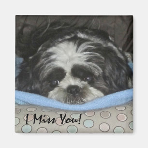 Shih Tzu Puppy Magnet - beställ som det är eller