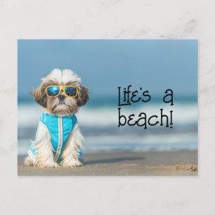 Shih Tzu Puppy med solglasögon Vykort