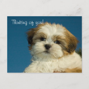 Shih Tzu Puppy "Thinking of you" PostCard Vykort