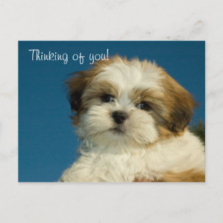 Shih Tzu Puppy "Thinking of you" PostCard Vykort