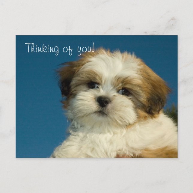 Shih Tzu Puppy "Thinking of you" PostCard Vykort (Framsida)
