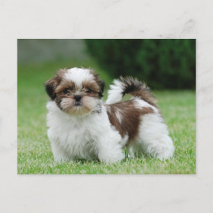 Shih tzu puppy vykort