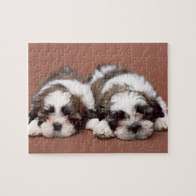 Shih Tzu Pussel (Horisontell)