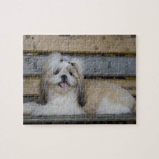 Shih Tzu Pussel (Horisontell)