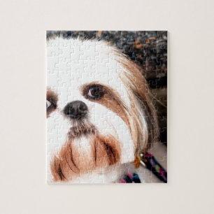 Shih Tzu Pussel