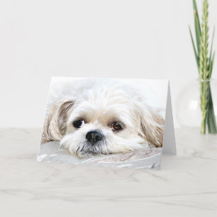 Shih Tzu saknar ditt kort