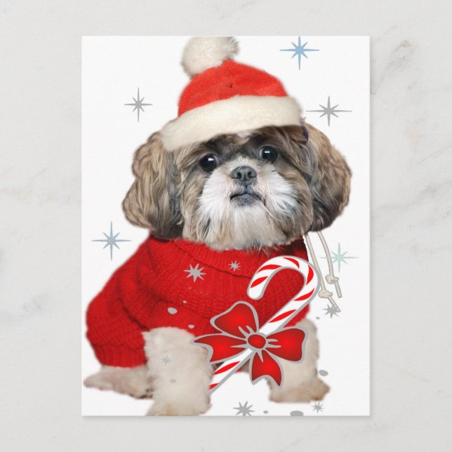 Shih Tzu Santa Tass-gåvor Helg Vykort (Framsida)
