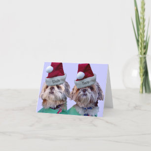Shih Tzu - Shih två Helgkort
