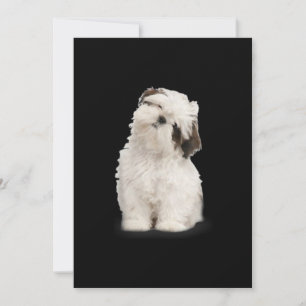 Shih Tzu Shih Tzu Puppy Gift Tack Kort