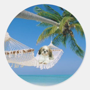 Shih Tzu som ut hänger klistermärken