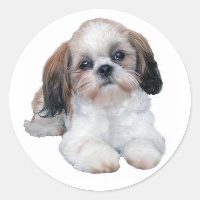 Shih Tzu Sticker Runt Klistermärke (Framsida)