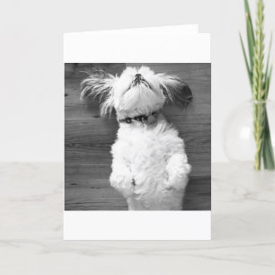 Shih Tzu ta sig en tupplur Kort